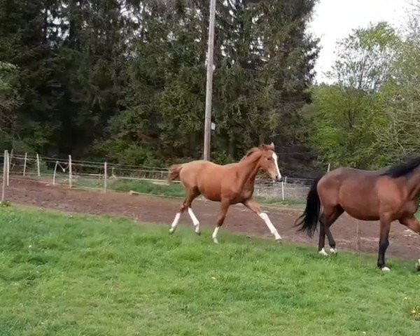 Video of Altenklosterhof's Sandrocelli