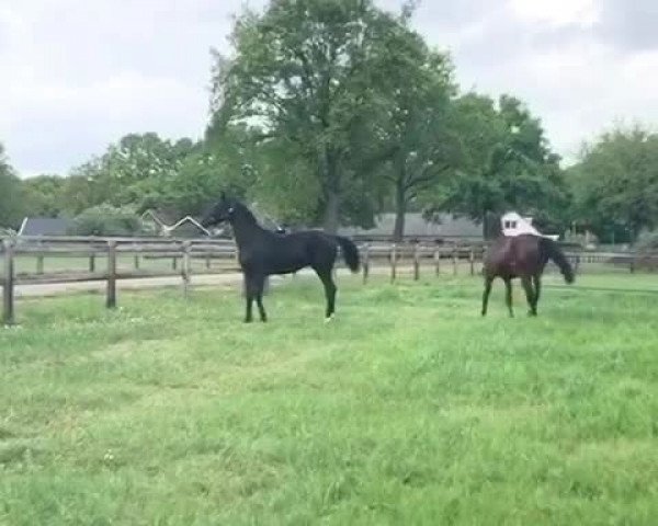 Video of One of a kind SG