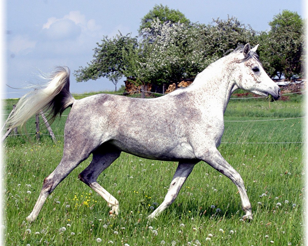 horse Merit Amun Bint Najiha EAO (Arabian purebred, 2001, from Messaoud 1979 ox)