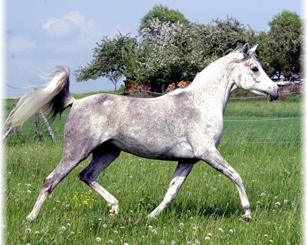 horse Merit Amun Bint Najiha EAO (Arabian purebred, 2001, from Messaoud 1979 ox)
