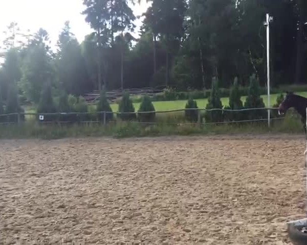 Video von Peregrina Mira