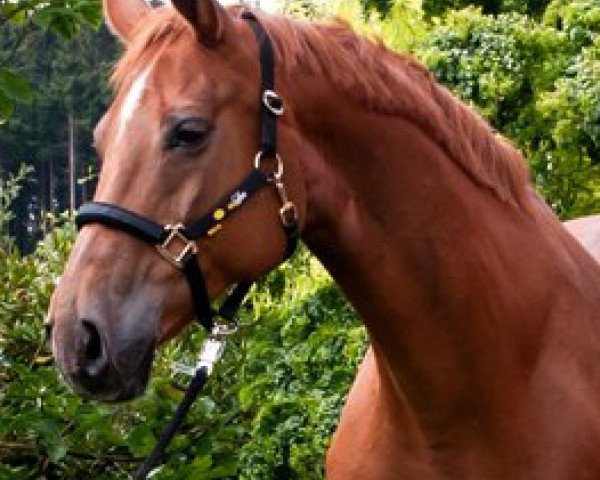 broodmare Red-Lady (Oldenburg, 1996, from Rubinstein I)