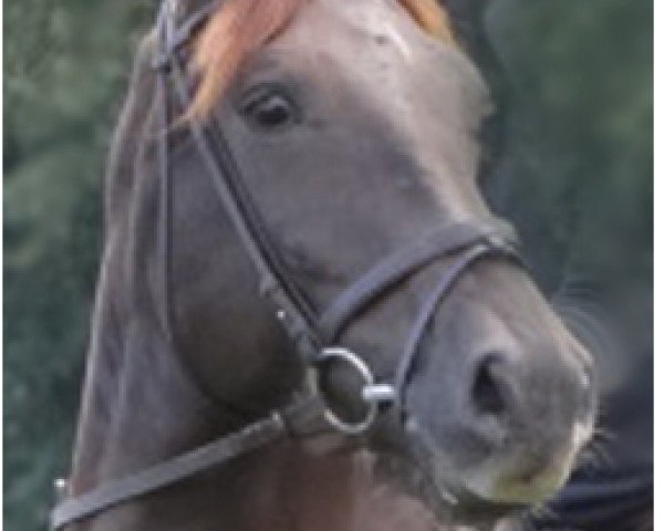 broodmare Rafinija 2 (Oldenburg, 2006, from Rohdiamant)