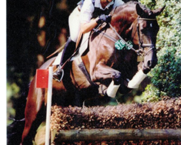 broodmare Duenenfee (Oldenburg, 1999, from Feinbrand DVH 555)