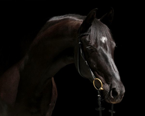 horse Damina 17 (Hanoverian, 2007, from Depardieu 11)