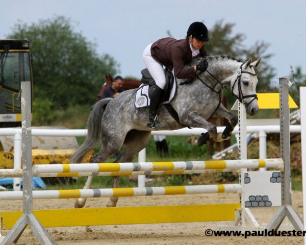 broodmare Dynamic Silver (Rhinelander, 2008, from Dream On)