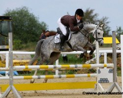 Zuchtstute Dynamic Silver (Rheinländer, 2008, von Dream On)