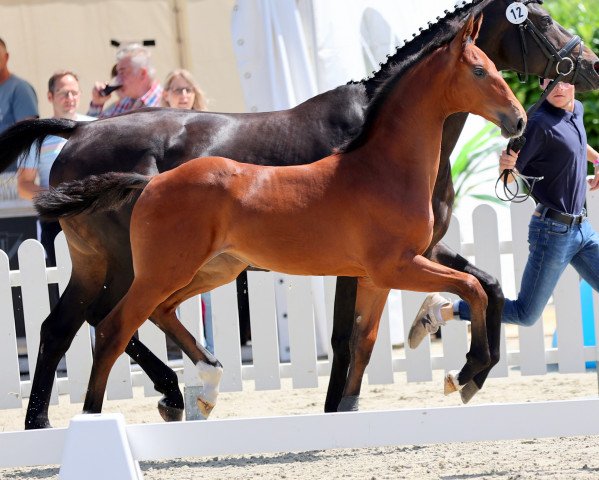 Pferd Butterfly SE (Westfale, 2021, von Baccardi’s Best)