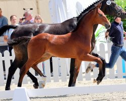 horse Butterfly SE (Westphalian, 2021, from Baccardi’s Best)