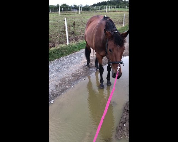 Video von Flicka