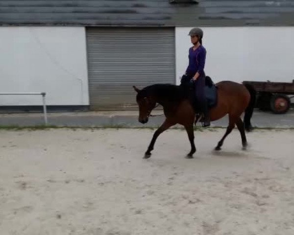 Video von Flicka