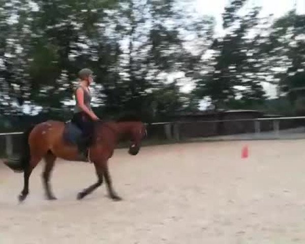 Video von Flicka
