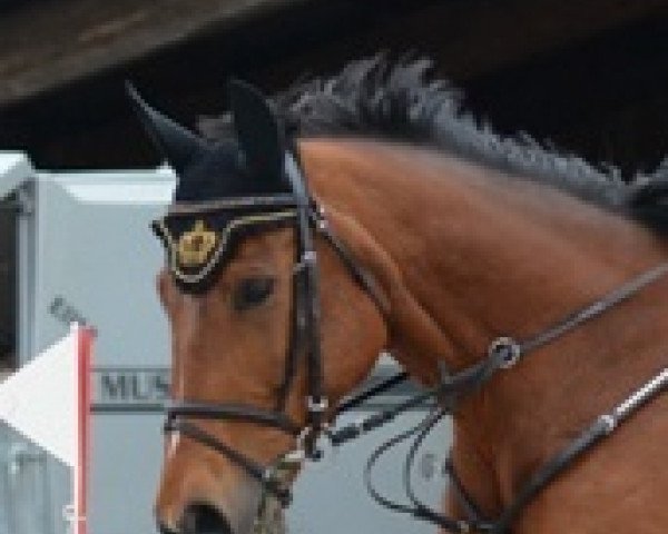 jumper Al Pacino 58 (Hanoverian, 2003, from All in One)
