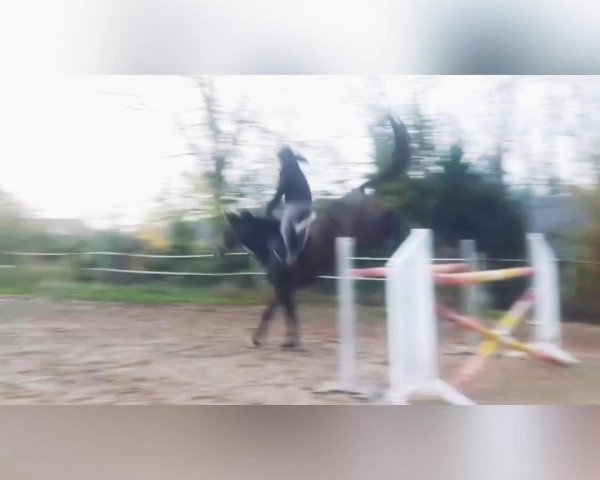Video von Cinderella D CH (+)