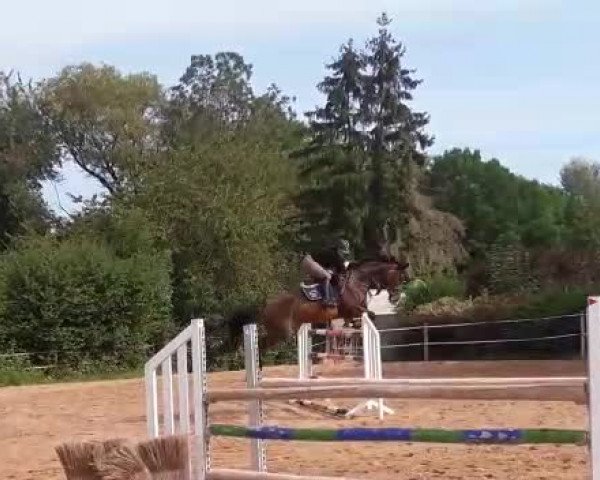 Video von Cinderella D CH (+)