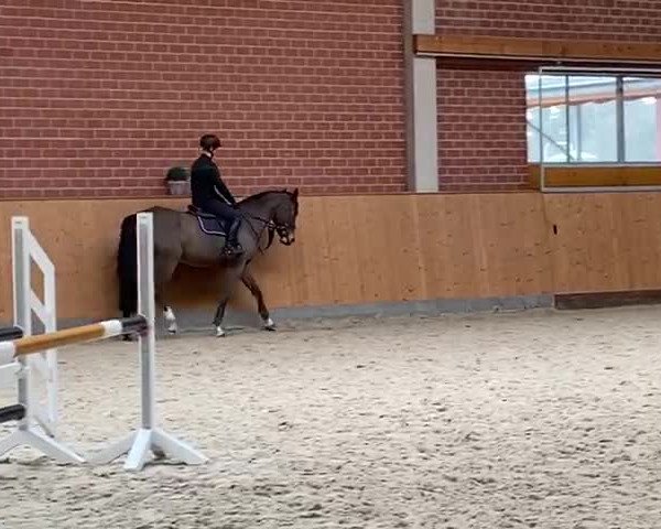 Video of Sambucu K