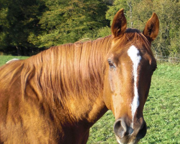 horse Sonnenstrahl (Trakehner, 1996, from Gold and Ivory xx) horse Sonnenstrahl (Trakehner, 1996, from Gold and Ivory xx)