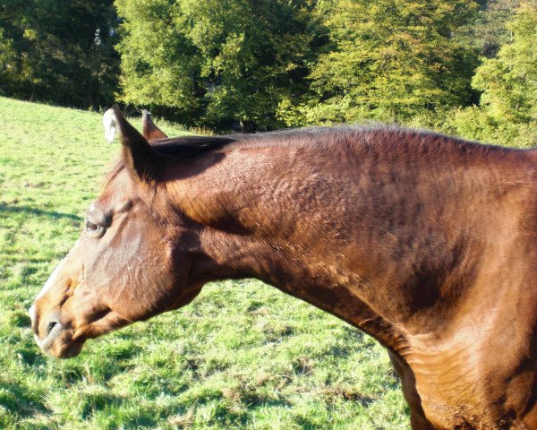 horse Falstaff (Trakehner, 1990, from Caprimond)