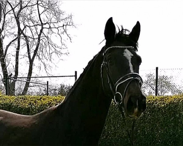 Video of Zaraphino
