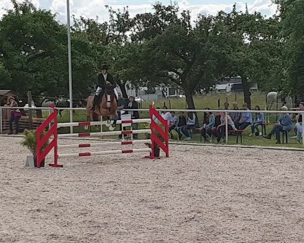 Reitturnier Dettingen/Albuch 2019