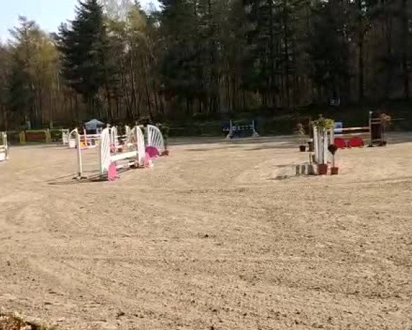 Reitturnier Lingen-Laxten 2019
