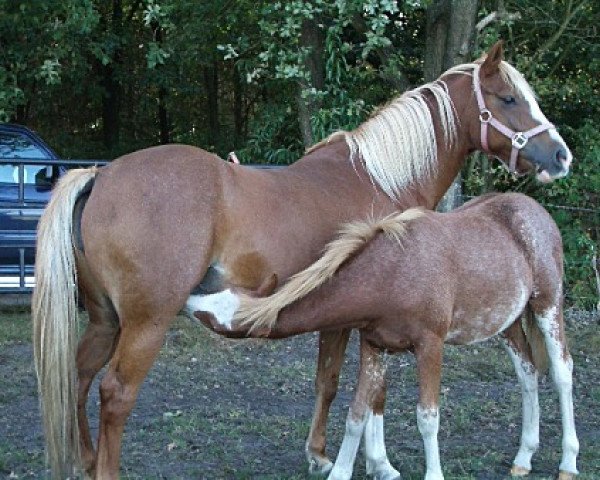 broodmare Peggy (Welsh-Pony (Section B), 1997, from Twylands Firecracker)