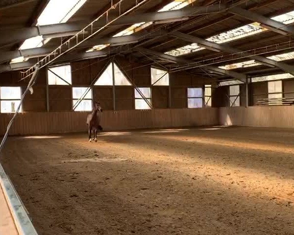 Video von Zoomaranda