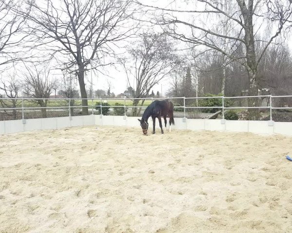 Video of Finlay Cf