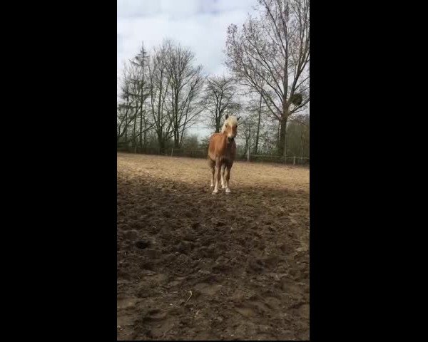 Video of Belissimo's Boy