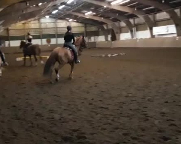 Video von Calmina