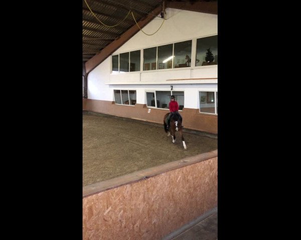 Video of Bara Cuda B