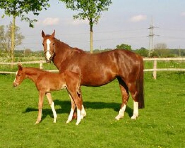 broodmare Finale (Westphalian, 2004, from Fürst Piccolo)