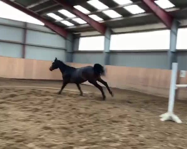 Video of Ditus 4
