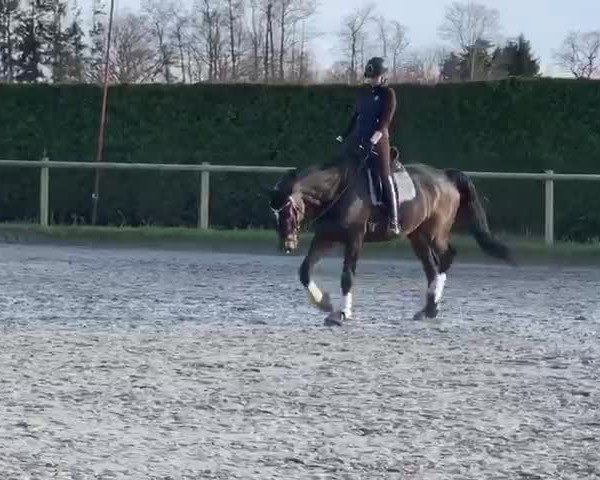 Video of Ditus 4