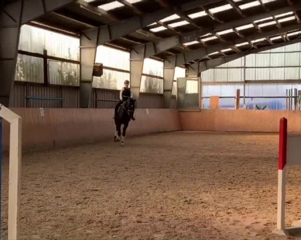 Video of Ditus 4