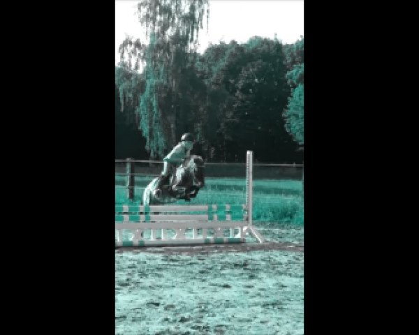 Dressurpferd Felix (Shetland Pony, 2010)