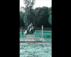 dressage horse Felix (Shetland Pony, 2010)