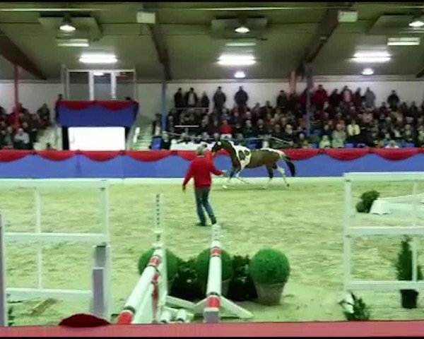 Video of Sunny Boy Junior