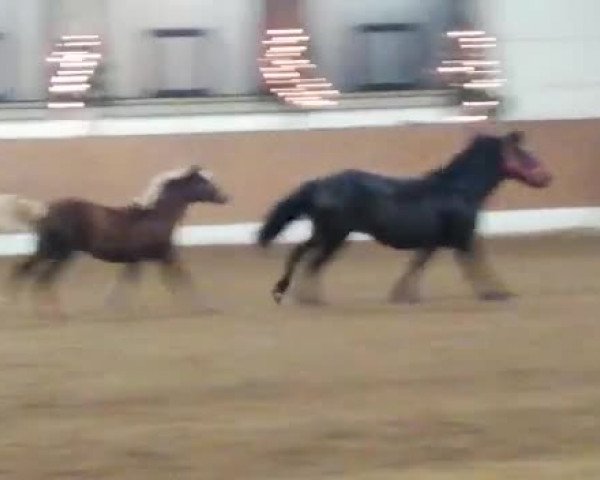 Video of Maira