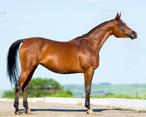broodmare Pepilotta 2007 ox (Arabian purebred, 2007, from Piligrim 1991 ox)