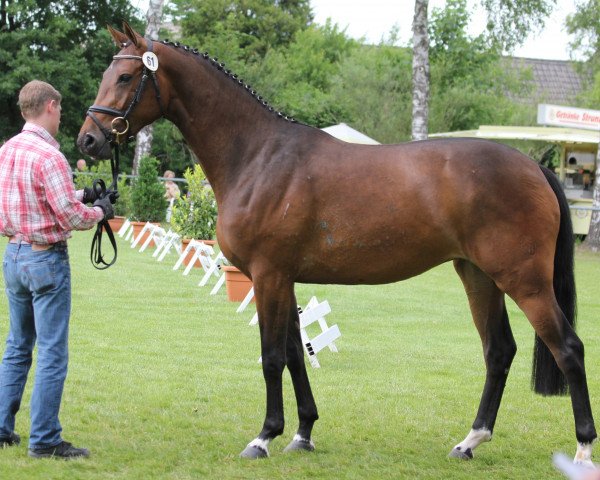 Zuchtstute Diamant's Dollargirl (Westfale, 2011, von Diamant de Semilly)