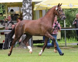 broodmare Blueberry Hill (Westphalian, 2011, from Boston)