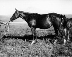 broodmare Belle et Bonne 1925 ox (Arabian purebred, 1925, from Djebel 1906 ox)