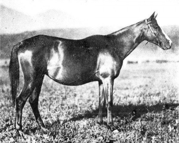 broodmare Carabine 1925 ox (Arabian purebred, 1925, from Djebel 1906 ox) broodmare Carabine 1925 ox (Arabian purebred, 1925, from Djebel 1906 ox)