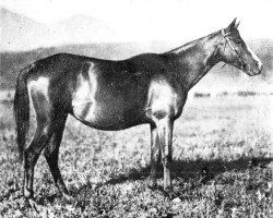 broodmare Carabine 1925 ox (Arabian purebred, 1925, from Djebel 1906 ox)
