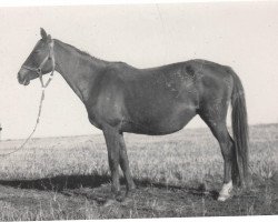 broodmare Dikarka 1930 ox (Arabian purebred, 1930, from Denousté 1921 ox)