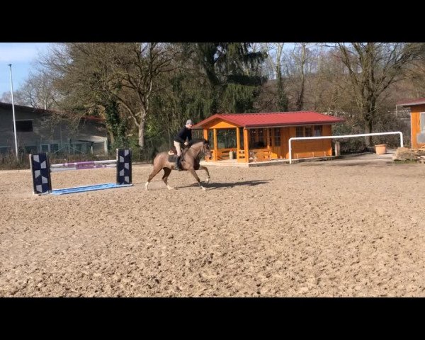 Video of Calida As Z