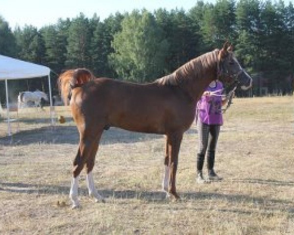 stallion Aperetiv (Arabian purebred, 2006, from Pobeditel 1998 ox)