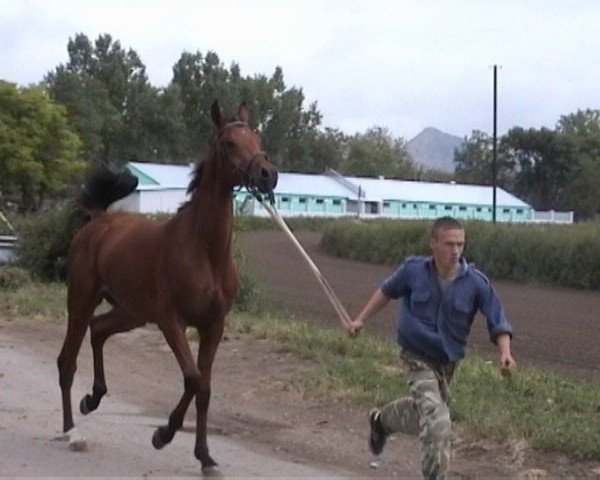 horse Akbar 2002 ox (Arabian purebred, 2002, from Balaton 1982 ox)