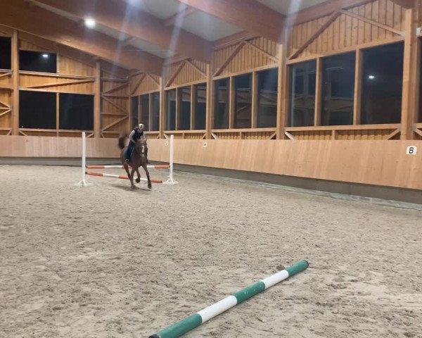 Video von Dingo 246